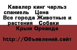 Кавалер кинг чарльз спаниель › Цена ­ 40 000 - Все города Животные и растения » Собаки   . Крым,Ореанда